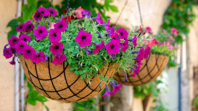 Petunia flowers in hanging pots.