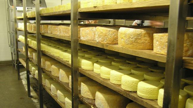 Cheeses in the mould-growing phase at King Island Dairy on King Island.