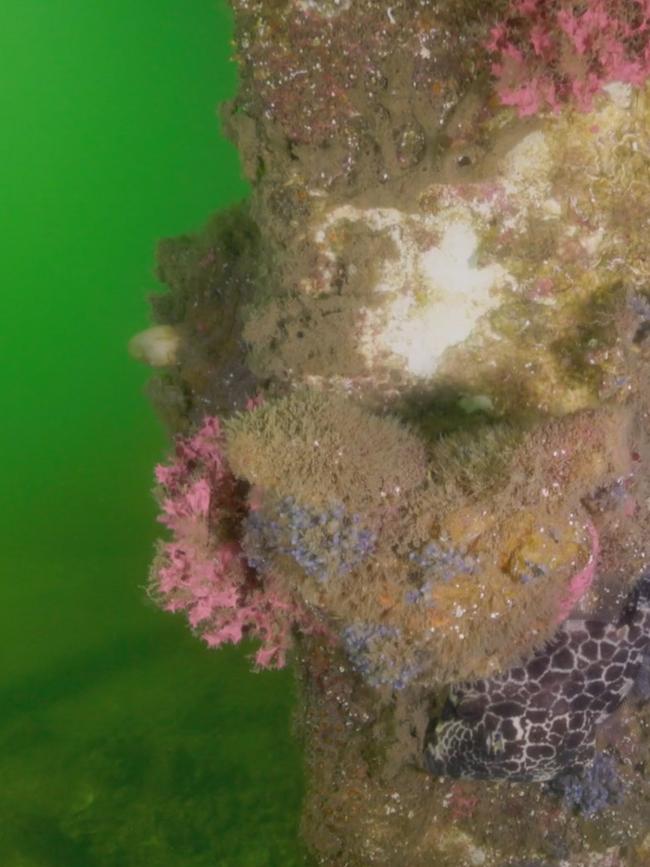 Edithburgh jetty has been devastated by a toxic algae bloom sweeping South Australia's coastline. Picture: Stefan Andrews courtesy of Great Southern Reef Foundation