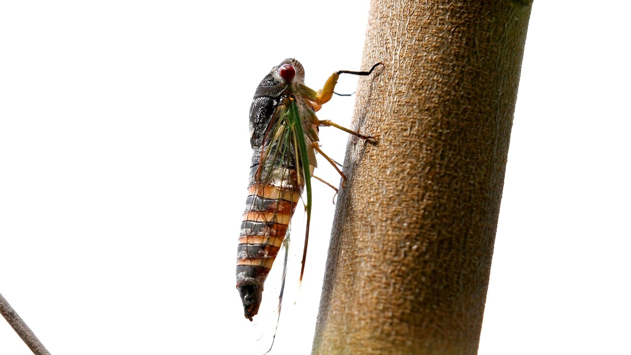 Bumper season for cicadas expected for Australia’s summer