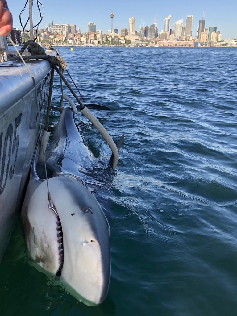 A bull shark being tagged in Sydney Harbour. (via Mosman Collective)