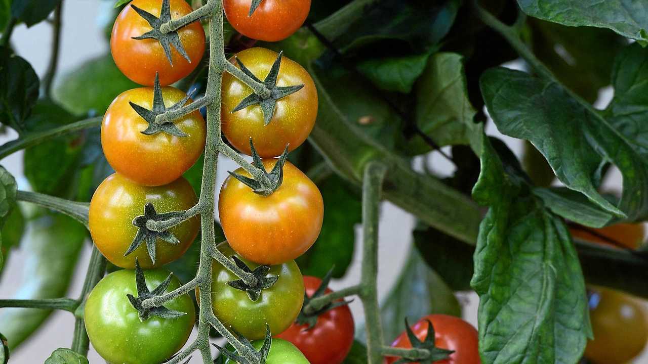 BUNDY FLAVOURS: Tomatoes growing at the farm. Picture: Mike Knott BUN030719REH11