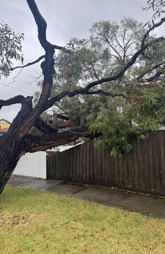 The tree landed on Mr Kanaan’s fence and roof. Picture: Facebook