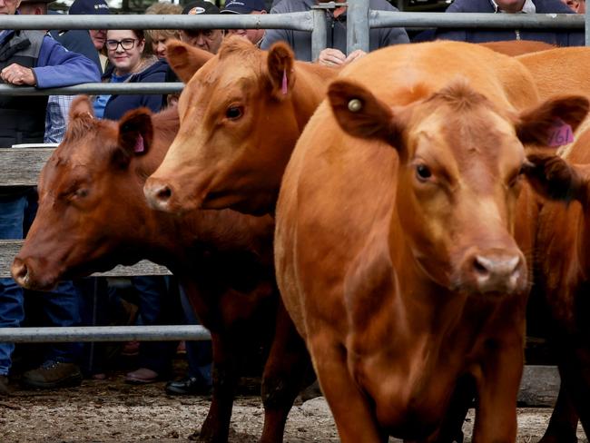 Selling action at the Colac store cattle sale. Picture: Nicole Cleary