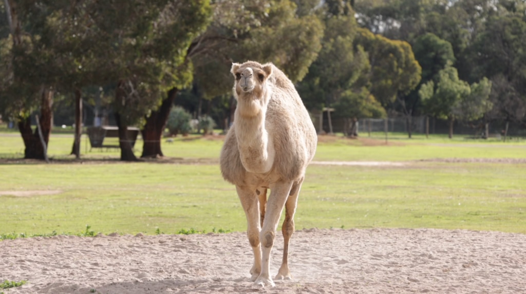 Saffron is 23-years-old and was having issues standing up before she began treatment. Picture: supplied