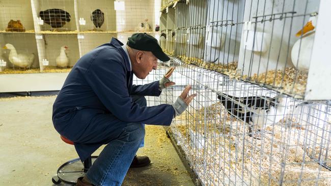 A judge looks over the farm animals at the Luddenham Show. Picture: AAP/Matthew Vasilescu