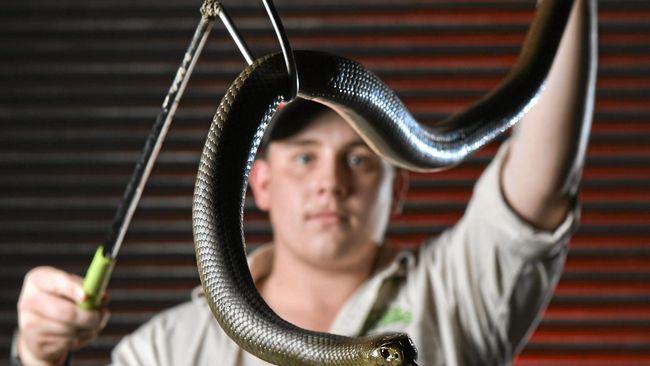 GOT YOU: Ipswich snake catcher Brandon Wilkinson has had a busy time with eastern brown snakes this season.