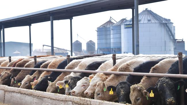 There is a record number of cattle on feed and grain-fed beef exports are also creating new highs. Picture: Zoe Phillips