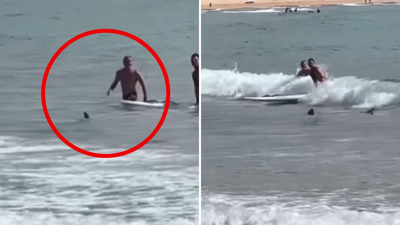 Beachgoers at a popular Sydney swimming spot have shared the water with a “law-abiding” shark swimming very close to shore. Picture: Instagram