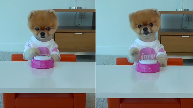 Jiffpom hotsell stuffed animal