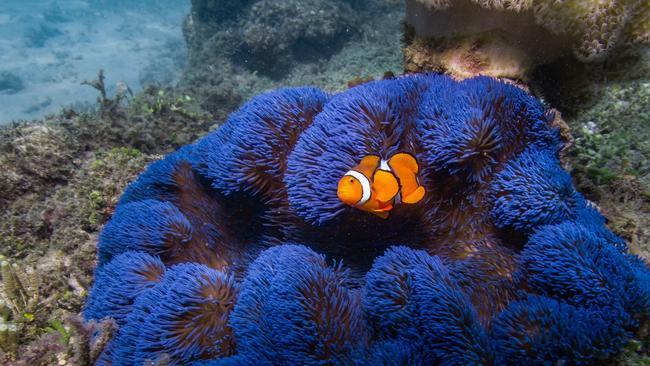 Normanby Island is brimming with sea life including coral, fish and crustaceans as a resilient and bustling part of the Great Barrier Reef in Far North Queensland. PICTURE: JULIANA RESTREPO VILLEGAS