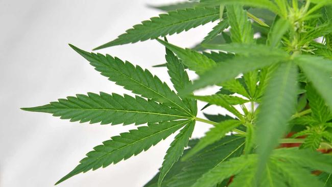 IS IT TIME TO LEGALISE: Recreational marijuana has cleared a legal hurdle in ACT, is it time for other states to follow suit? Picture: DARREN ENGLAND