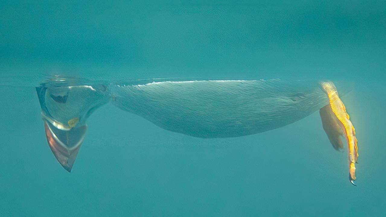The funniest animal photos from around the world