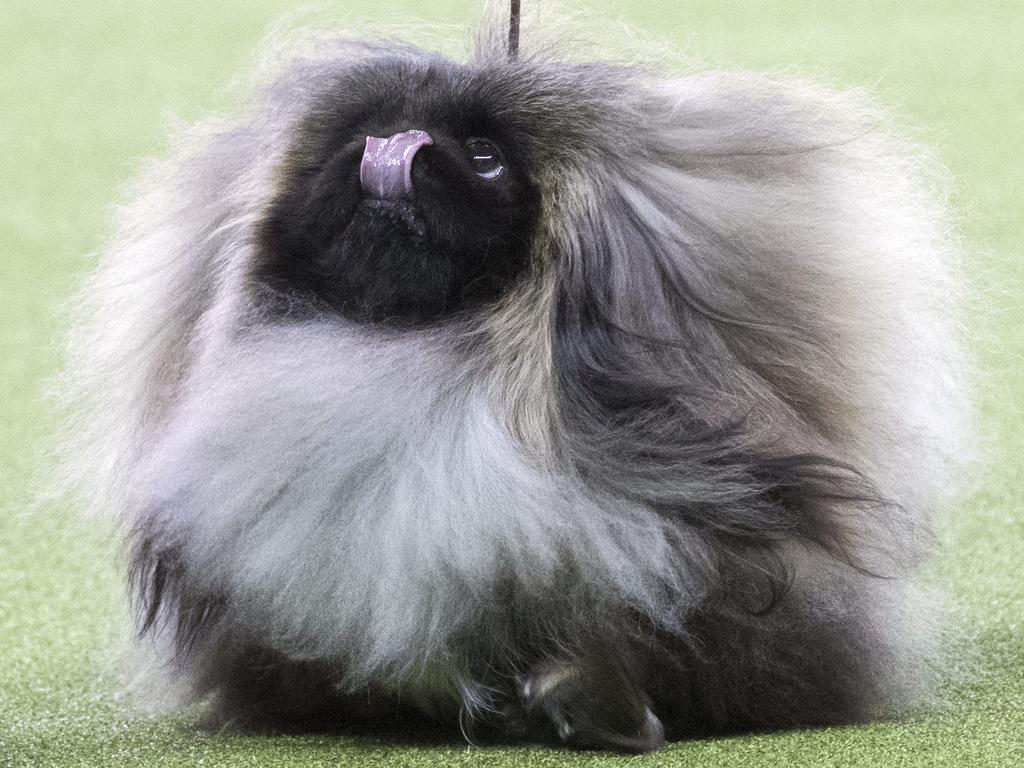 Bernie, a Pekingese, competes in the Toy group during the 142nd Westminster Kennel Club Dog Show, Monday, Feb. 12, 2018, at Madison Square Garden in New York. (AP Photo/Mary Altaffer)