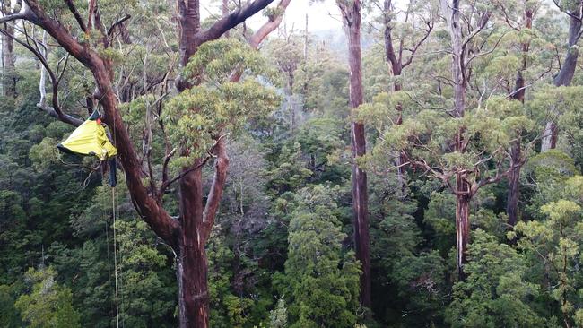 Activists have taken to the trees near Dover, in the Esperance forests to protest native logging.