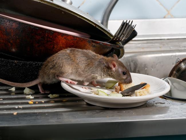 Rat in kitchen. Food safety generic. Picture: iStock