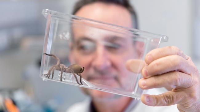 Professor Glen King from the Infensa team from The University of Queensland that is developing a drug that uses spider venom to treat heart attacks.