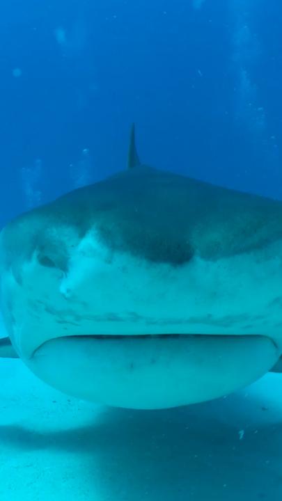 Cheeky shark steals scuba diver's camera 