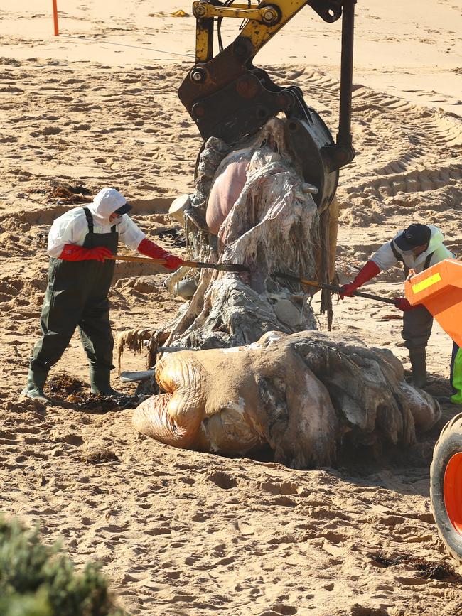 The remains of a dead whale are removed from 13th Beach at Barwon Heads. Picture: Alison Wynd