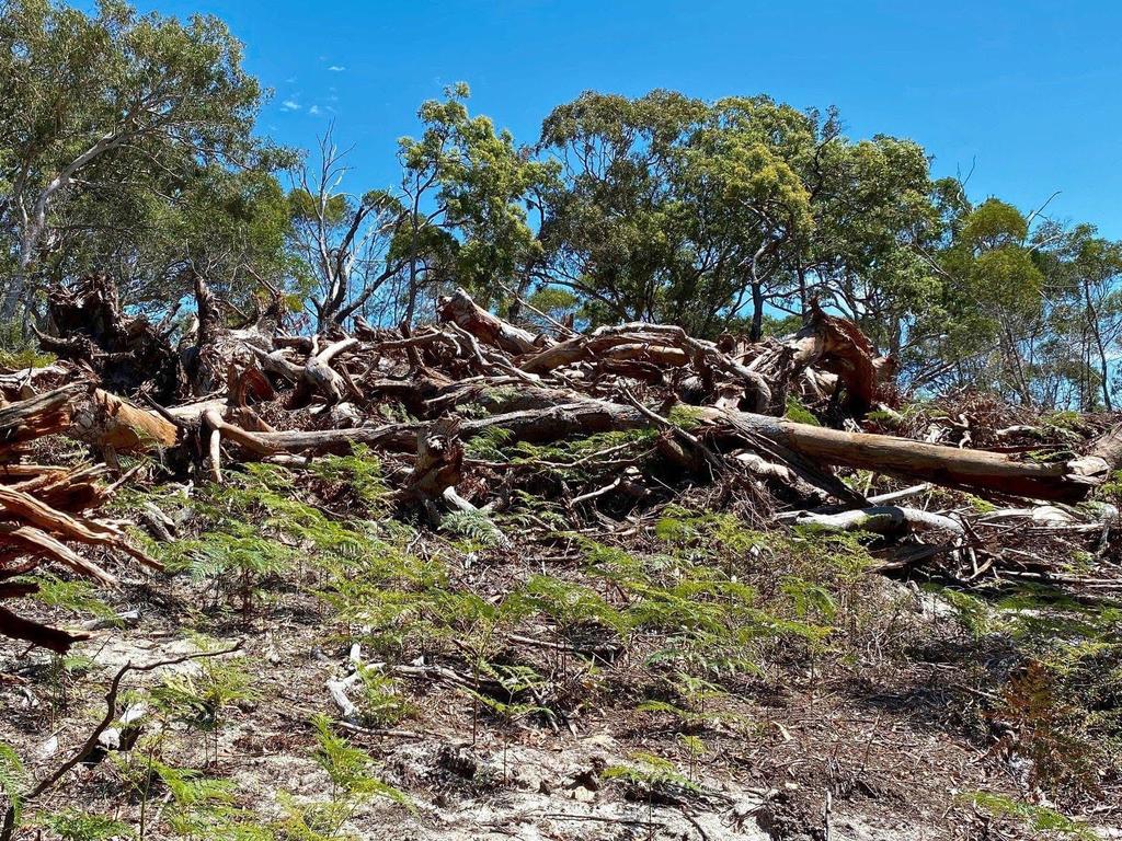 Trees that have been cleared on North Stradbroke Island (Facebook image)