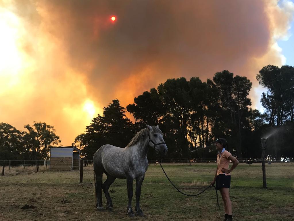 Police Horse Houston, who was spelling at Echunga, was one of several horses who had to be evacuated from the property. Picture: SAPOL