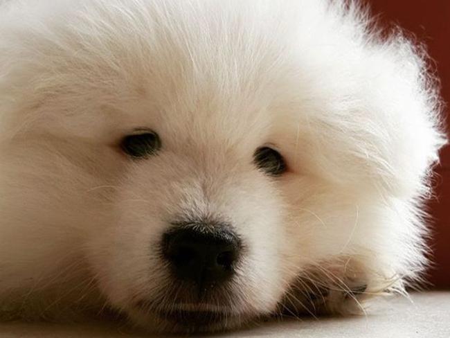 Jasper: This Samoyed from Oxenford laps up the attention when he goes for walks. “He always gets heaps of pats,” says owner Debra.