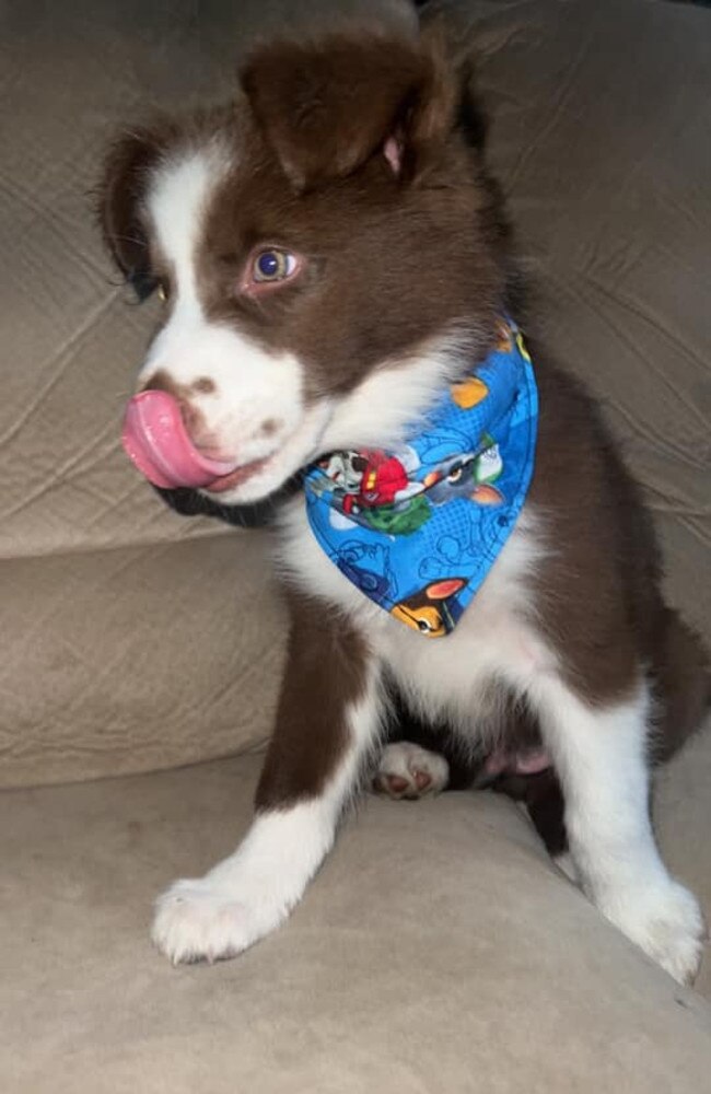 Reginald (Reggie): Taylah Thatcher's 5 month old Border Collie