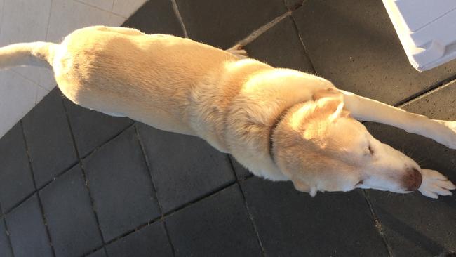 Downward dog greets the dawn on Snapsydney day. Picture: Monique Cowper