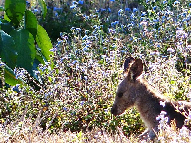 Coombabah Lakelands is alive with flowers and wallabies Picture Donna Mroz Turcic