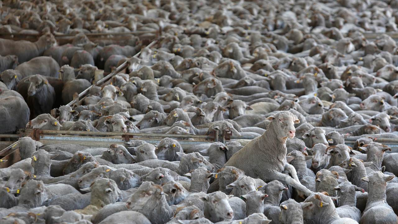 Live Sheep Exports To Be Phased Out By 2028 After Federal Government ...