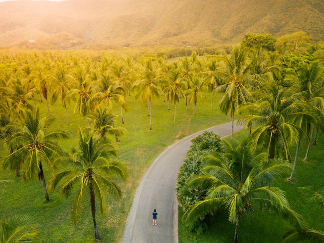 Coconut palms meet rainforest-clad ranges north of Cairns. Photo taken in Port Douglas, Australia