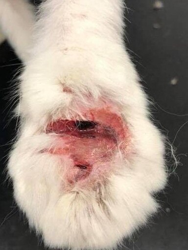 Hibala’s infected paw. Picture: RSPCA NSW