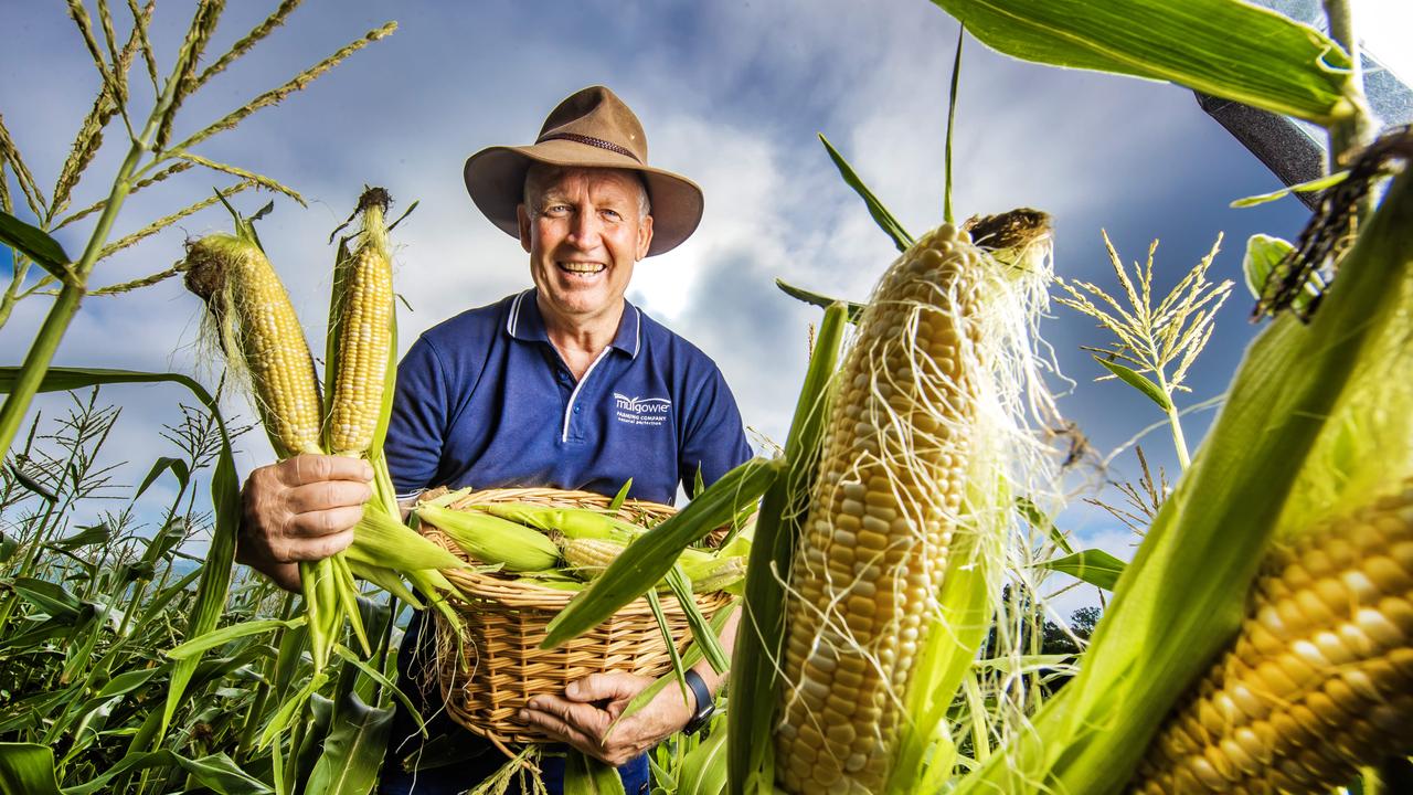 Happy Mulgowie farmer Rodney Emerick grows beans and corn. Picture: NIGEL HALLETT