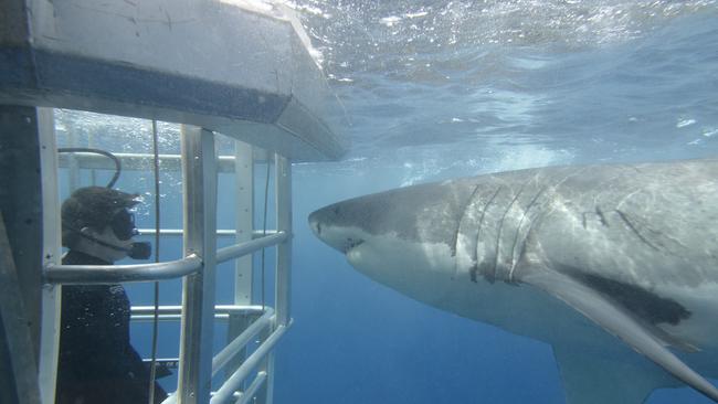 Shark diving at Port Lincoln is perfect for Port and Freo fans. Picture: SATC Dilvin Yasa