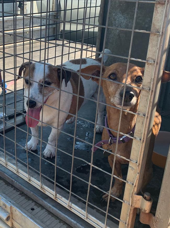 Dogs rescued from the fires. Picture: Anton Rose