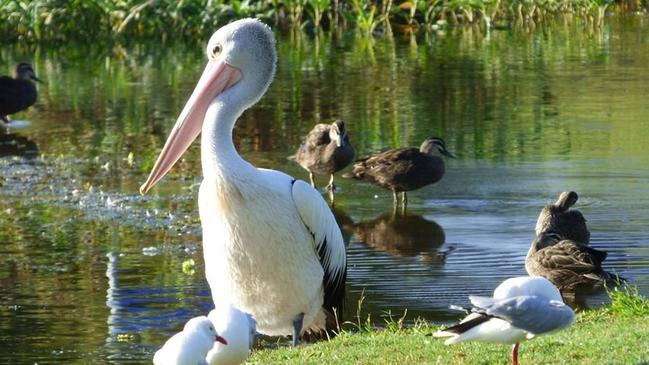 The Gooseponds have been overrun by introduced pest species. Picture: Kelven Gillam.