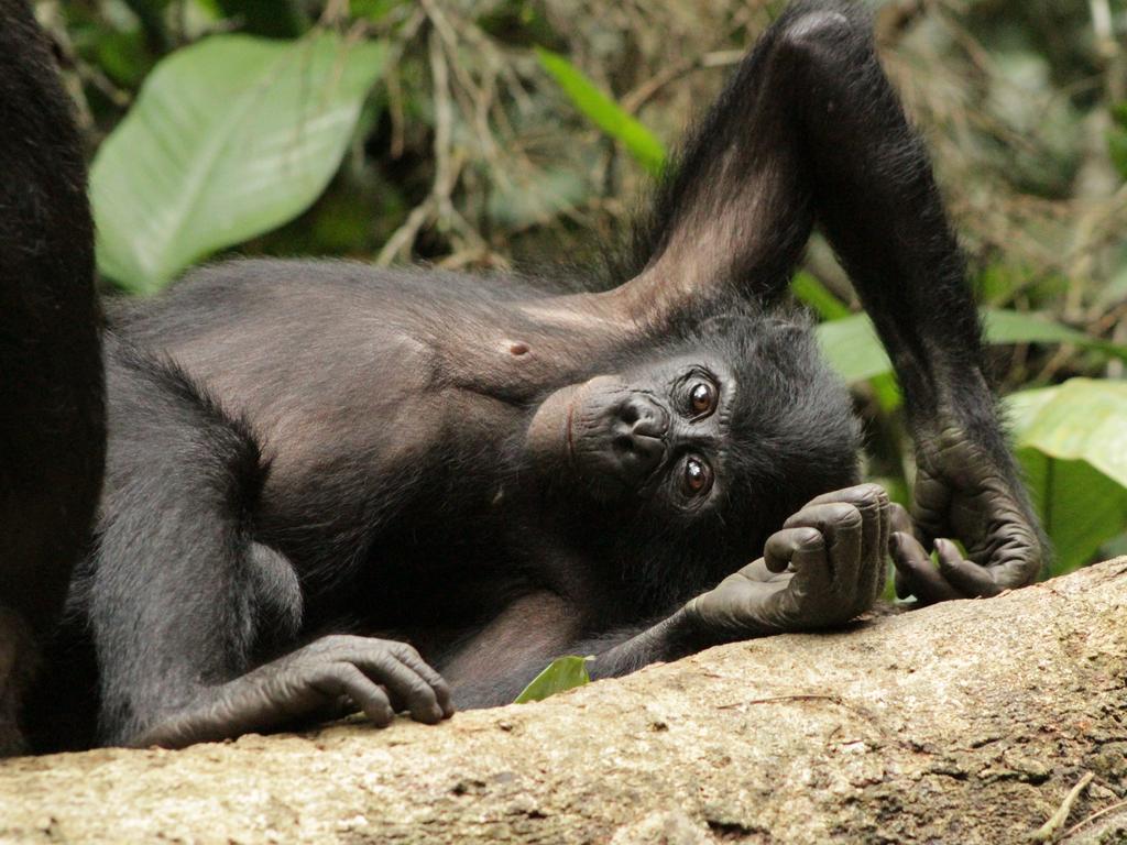 Bonobos photographed in Luikotale Research Camp in DRC. Picture: Sean Brogan/ Remembering Great Apes