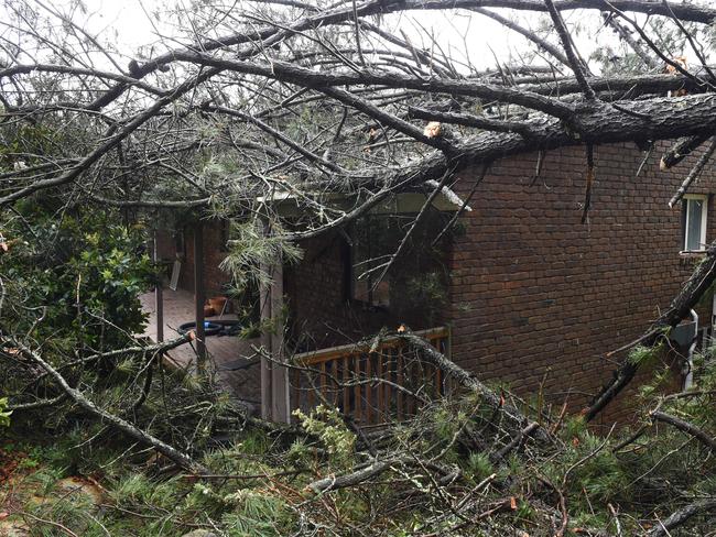 A huge pine tree fell on this Crafers house after Thursday night’s wild weather, crushing the shed. Picture: Roger Wyman