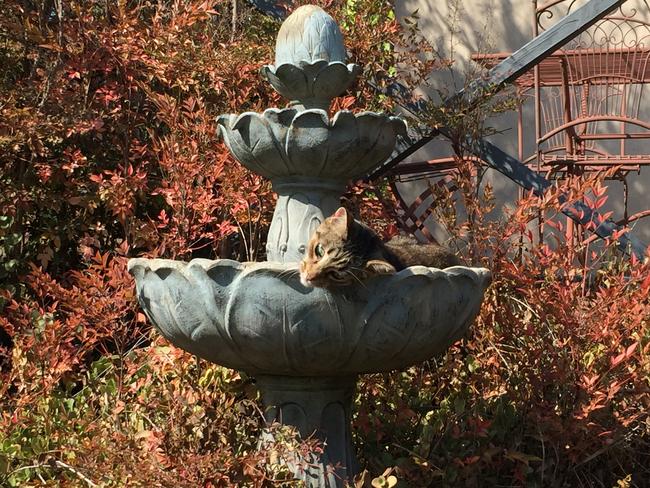 Lucy relaxes in a dried-up water fountain.