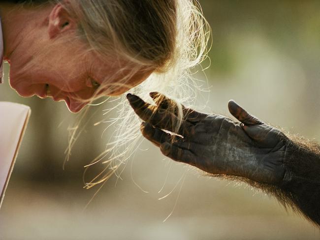 In a poignant moment demonstrating her profound connection with chimpanzees, Jane Goodall offers her hair to an aggressive male chimp. Disarmed and curious, the chimp reaches out and engages with her, creating an everlasting image of the bond that Dr. Goodall shares with these enchanting creatures. Picture: Michael Nichols/Vital Impacts