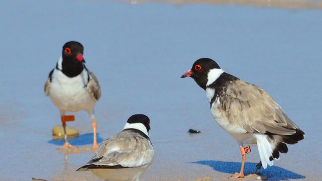 Harvey, Daphne and Sandy at Port Willunga. Picture: Sue and Ash Read