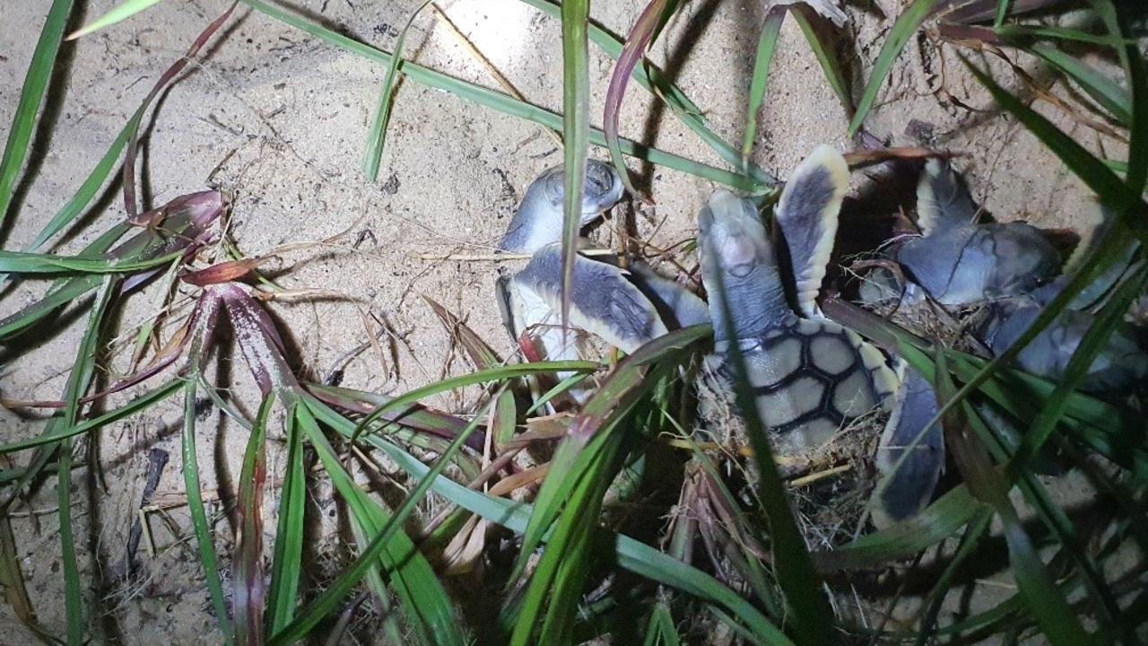 Wild Duck Island is an important nesting ground for turtles. Picture: Supplied.