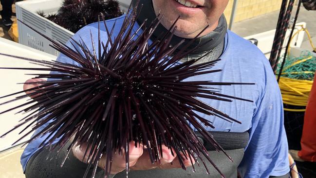 Hundreds of tonnes of Urchins have been removed from the East Coast of Tasmania.  (L-R) CEO of the Tasmanian Abalone Council Ltd., Dean Lisson, diver Barry Bennett.PICTURE: SUPPLIED