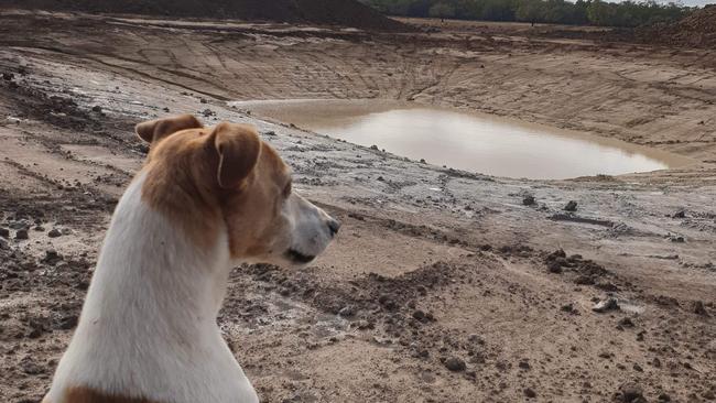 Jack russell Nibbles surveys the rain on a farm near Nyngan, in central NSW. Picture: Tom Moxham