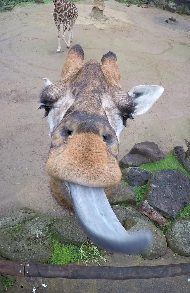 Female giraffe Twiga pokes her long tongue out at the camera. Picture: David Caird