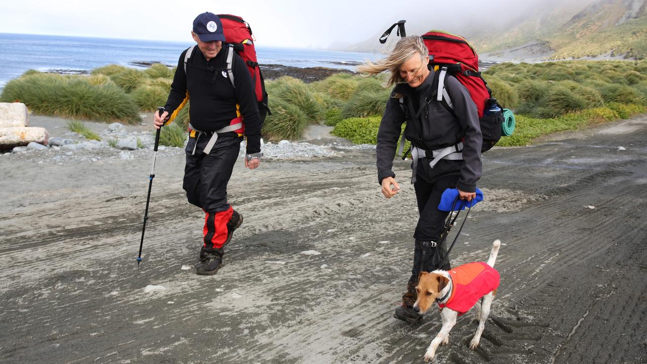 A $25m pest eradication program – including rodent-detector dogs – has seen the 34km long stretch of land begin to return to a natural state not seen for well over a century. Here, Nui the dog returns home after searching through field huts for signs of vermin. Picture: Ryan Osland