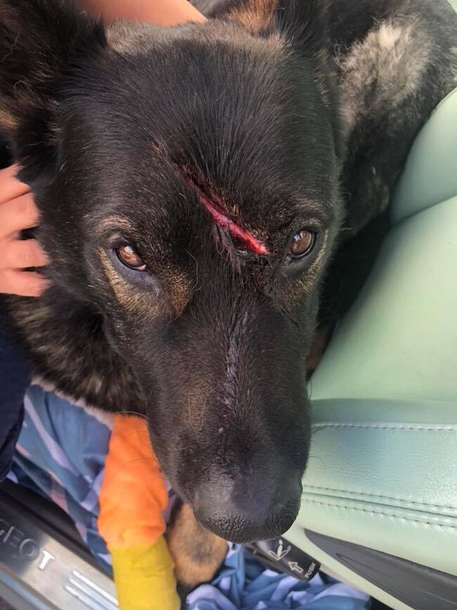 Bear the German Shepherd is believed to have been stabbed on Grand Final Day. Pic: 3AW