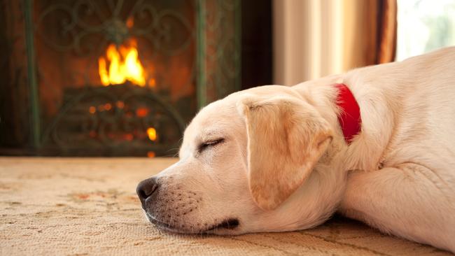 A yellow Labrador Retriever puppy sleeping in front of a roaring fire.