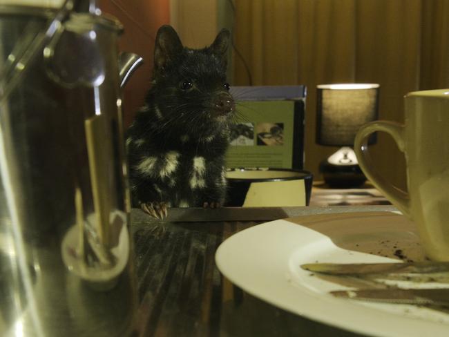 Buster takes a seat at the Quoll Farm kitchen. Picture: ABC