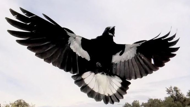 A cyclist in Canberra captured this stunning image of a magpie swooping using a GoPro attached to his helmet. Picture: Reddit/brisstlenose